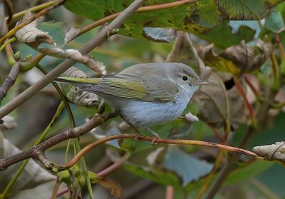 Eastern Bonelli's Warbler