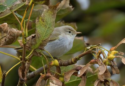Eastern Bonelli's Warbler