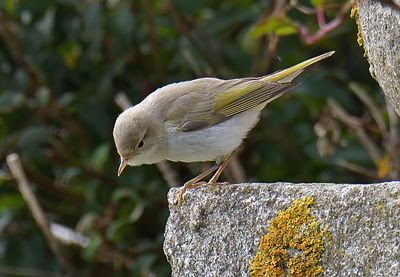 Eastern Bonelli's Warbler