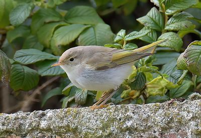 Eastern Bonelli's Warbler