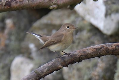 Red-breasted Flycatcher