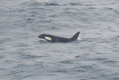 Killer Whale 