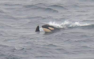Killer Whale