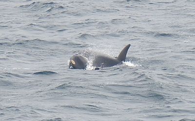 Killer Whale