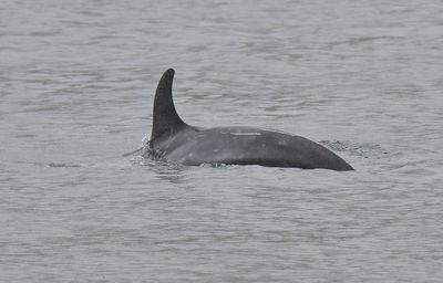 Risso's Dolphin