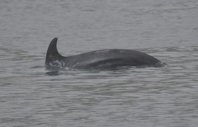Risso's Dolphin