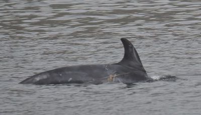 Risso's Dolphin