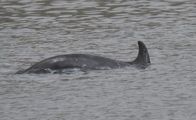 Risso's Dolphin