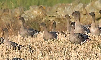 Lesser white-fronted Goose