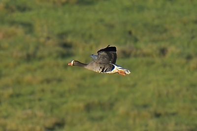 Lesser white-fronted Goose