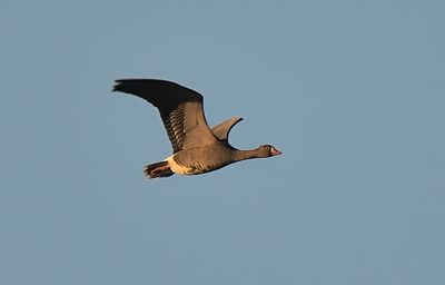 BIRDS OF MIDLOTHIAN