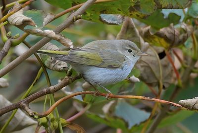 Eastern Bonelli's Warbler