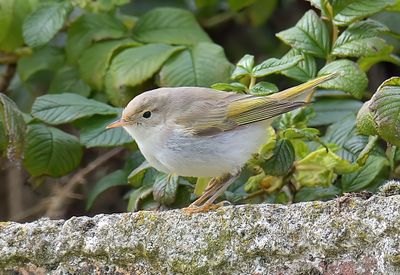 EASTERN BONELLI'S WARBLER 