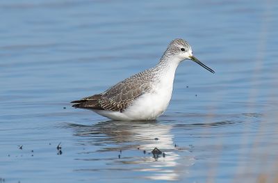 Marsh Sandpiper
