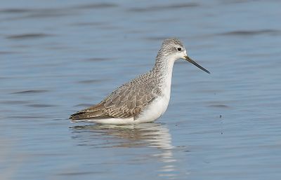 Marsh Sandpiper