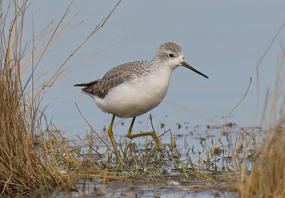 Marsh Sandpiper