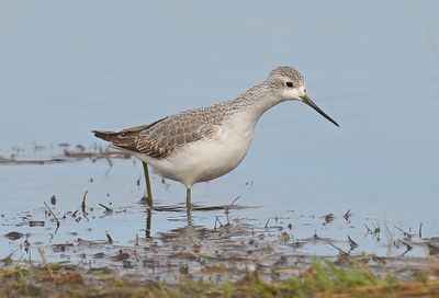 Marsh Sandpiper