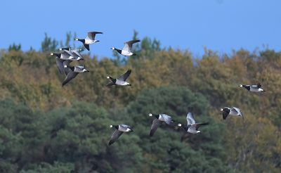 BARNACLE GOOSE