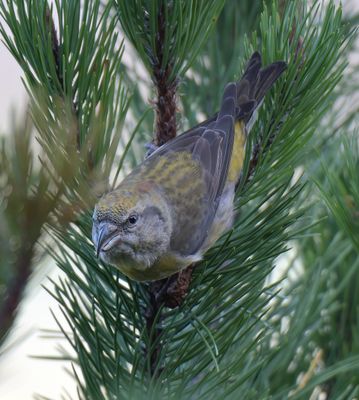 Common Crossbill