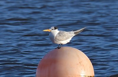 Lesser Crested Tern