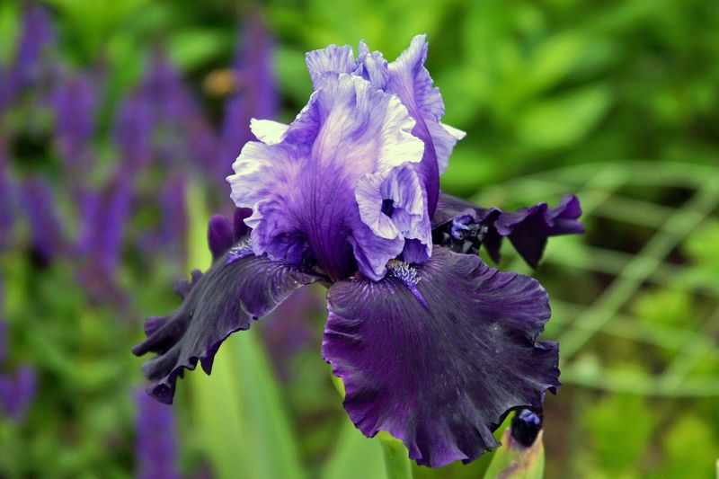 Dark Bearded Iris 