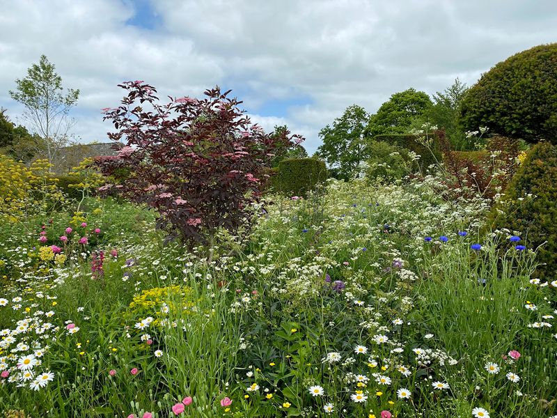 Great Dixter Riot  