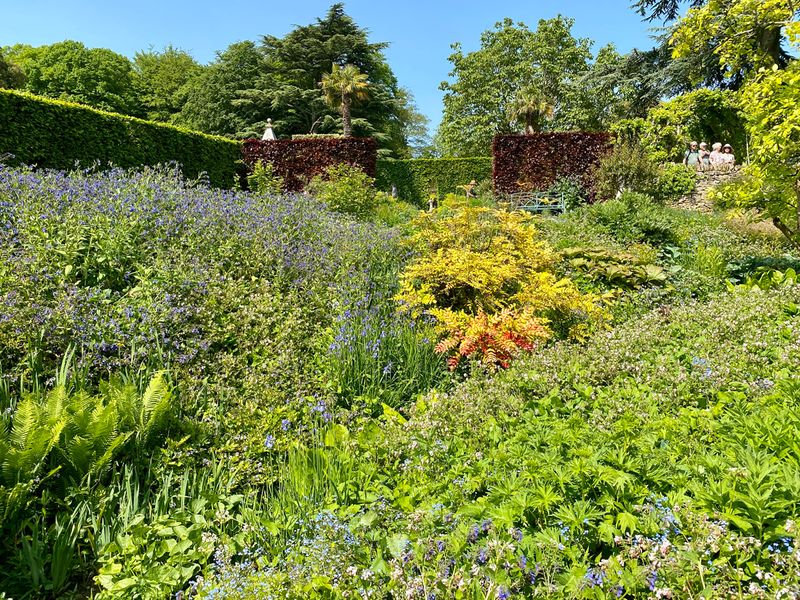 Hidcote Red Hedge