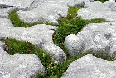 Rock Garden