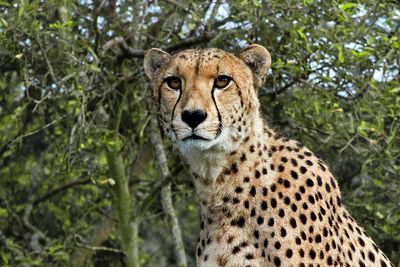 Southern Africa 1