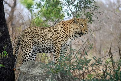 Leopard Close
