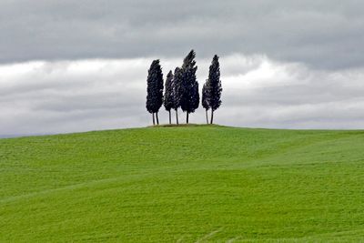 Silhouette of Trees