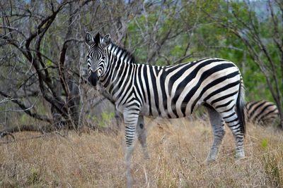 Zebra 