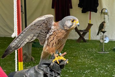 Arundale Medieval Hawk