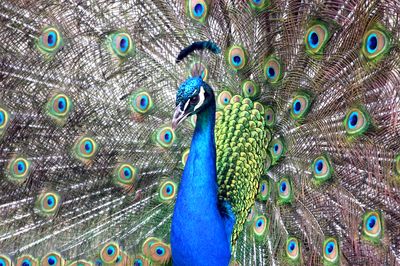 Peacock