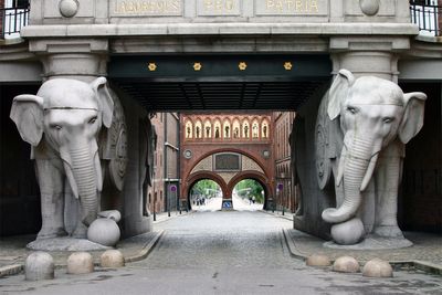 Elephants