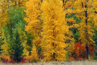 Cascade Color