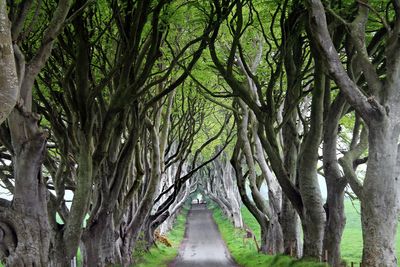Dark Hedges
