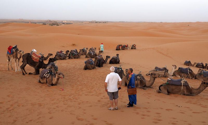 Camels resting on the dunes