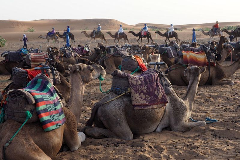 Getting ready for the camel ride