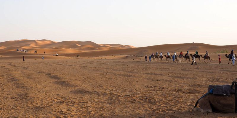 Camels heading out to the Erg Chebbi