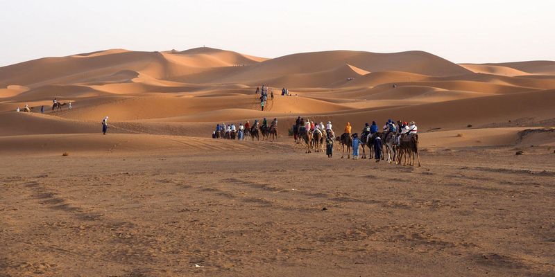 Camels heading out to the Erg Chebbi
