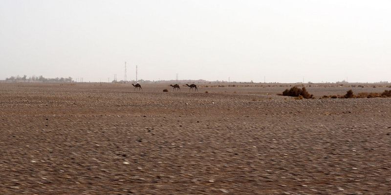 Descendents of the ships of the desert