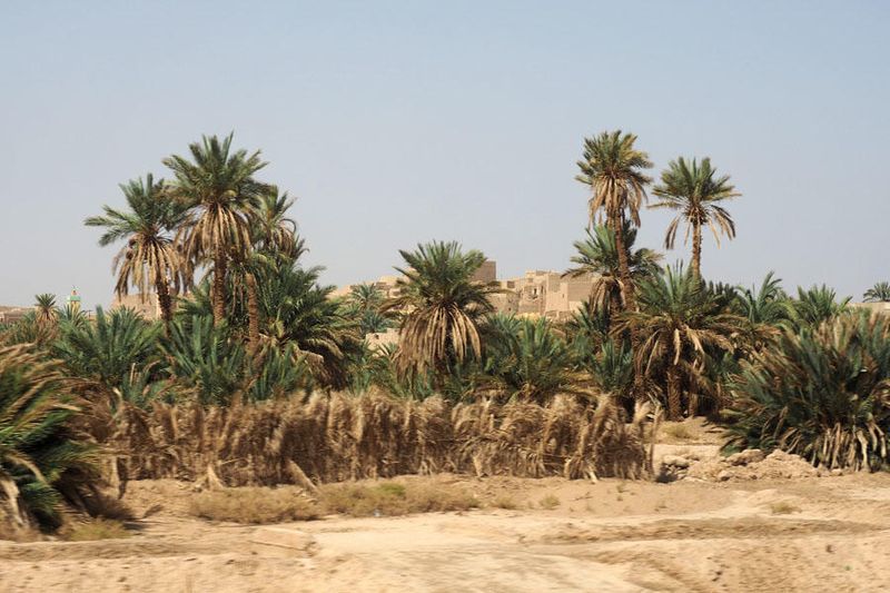 Date trees