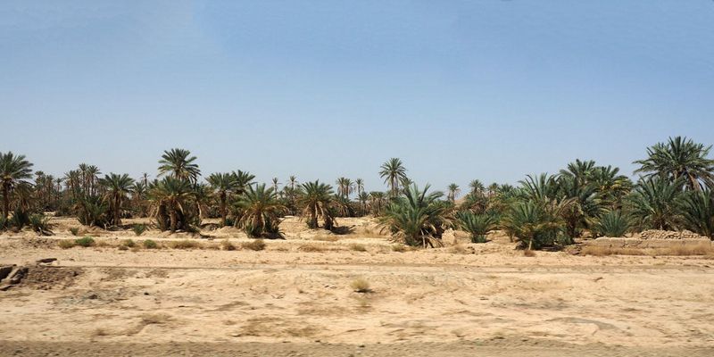 Date trees