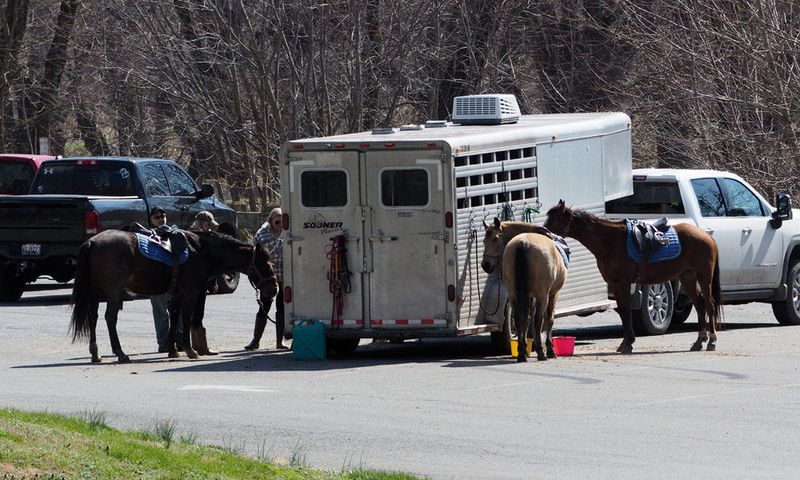 Horses in the parking lot at Point of Rocks