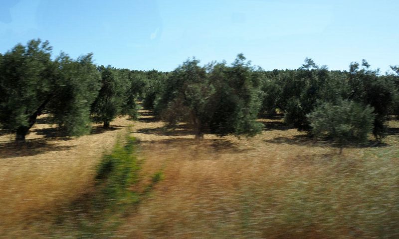 Olive trees of the region