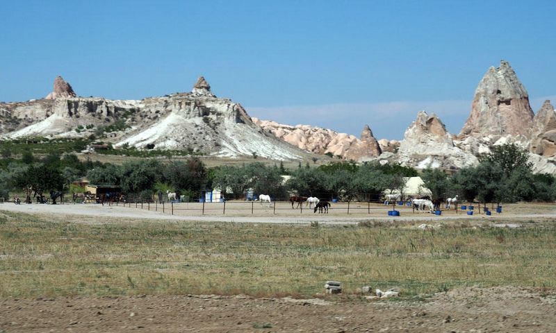Horses of Cappadocia