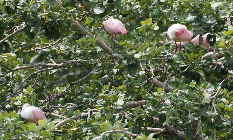 Roseate Spoonbills