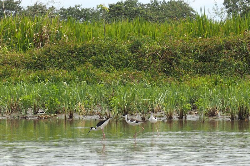 Black necked Stilts