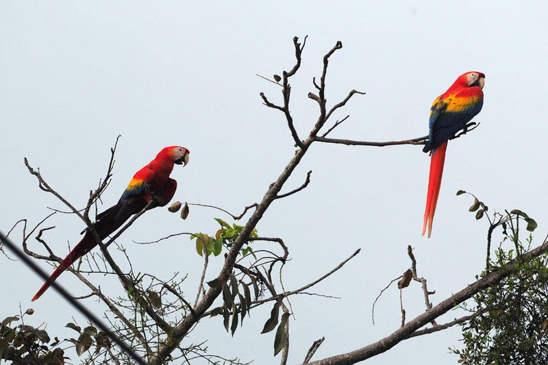 A Macaw couple